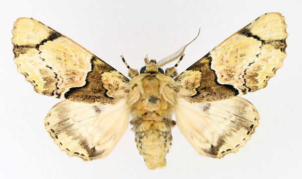 /filer/webapps/moths/media/images/D/dukei_Thiacidas_AF_TMSA_01.jpg