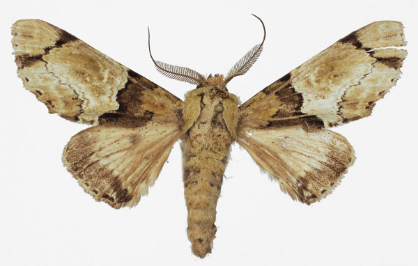 /filer/webapps/moths/media/images/D/dukei_Thiacidas_AM_Basquin.jpg