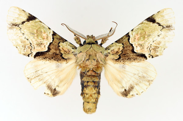 /filer/webapps/moths/media/images/D/dukei_Thiacidas_AM_TMSA_01.jpg
