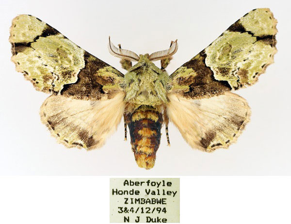 /filer/webapps/moths/media/images/D/dukei_Thiacidas_AM_TMSA_02_7WvGUoe.jpg