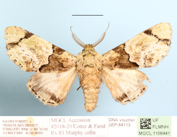 /filer/webapps/moths/media/images/D/dukei_Thiacidas_A_MGCLa_01.jpg