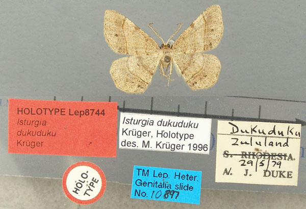 /filer/webapps/moths/media/images/D/dukuduku_Isturgia_HT_TMSA.jpg