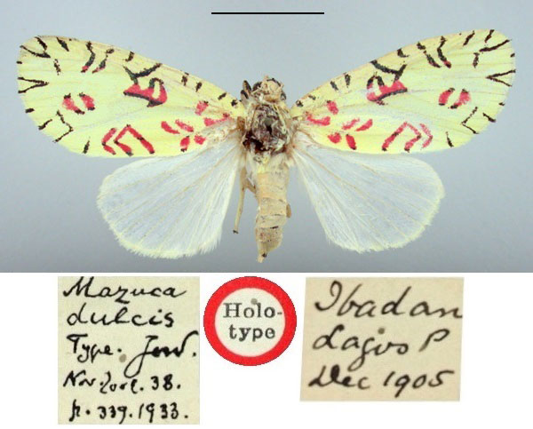 /filer/webapps/moths/media/images/D/dulcis_Mazuca_HT_BMNH.jpg