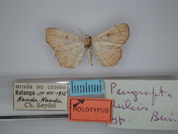 /filer/webapps/moths/media/images/D/dulcis_Pangrapta_HT_RMCA_01.jpg