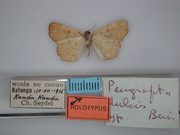 /filer/webapps/moths/media/images/D/dulcis_Pangrapta_HT_RMCA_02.jpg