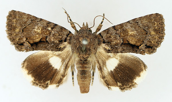 /filer/webapps/moths/media/images/D/dulcistriga_Ecpatia_AF_TMSA_01.jpg