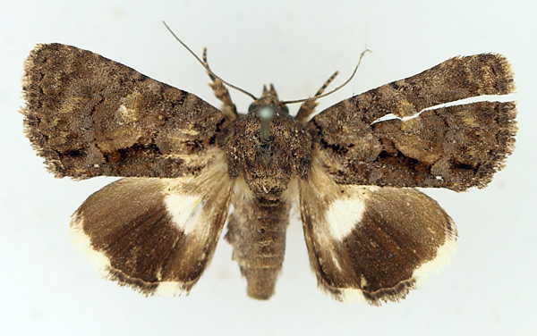 /filer/webapps/moths/media/images/D/dulcistriga_Ecpatia_AF_TMSA_02.jpg