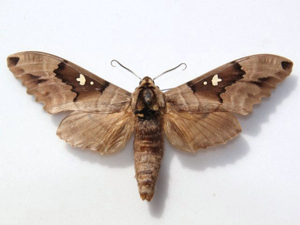 /filer/webapps/moths/media/images/D/dumolinii_Lophostethus_A_Goff.jpg