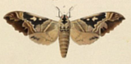 /filer/webapps/moths/media/images/D/dumolinii_Sphinx_Angas_30_11.jpg