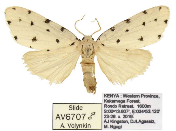 /filer/webapps/moths/media/images/D/duodecimpunctata_Siccia_AM_ANHRT.jpg
