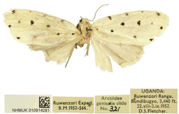 /filer/webapps/moths/media/images/D/duodecimpunctata_Siccia_AT_BMNH.jpg