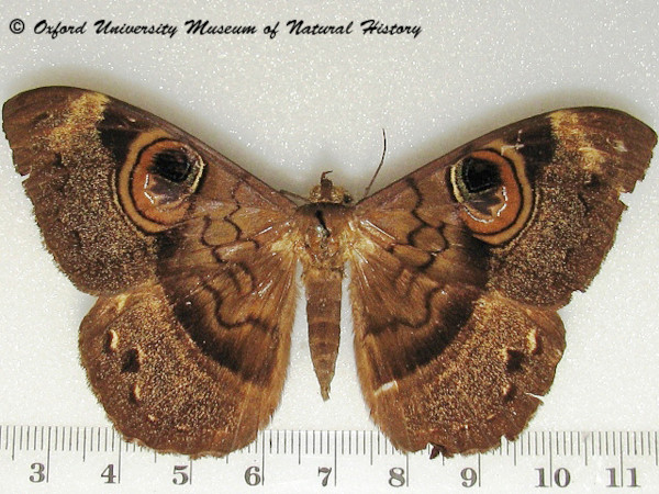/filer/webapps/moths/media/images/D/duplex_Cyligramma_A_OUMNH_01.jpg