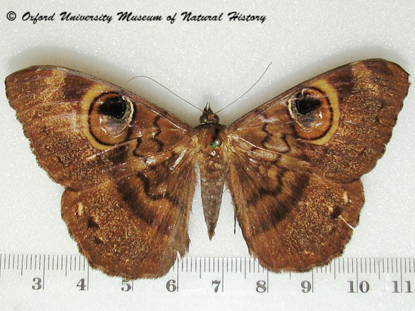 /filer/webapps/moths/media/images/D/duplex_Cyligramma_A_OUMNH_02.jpg