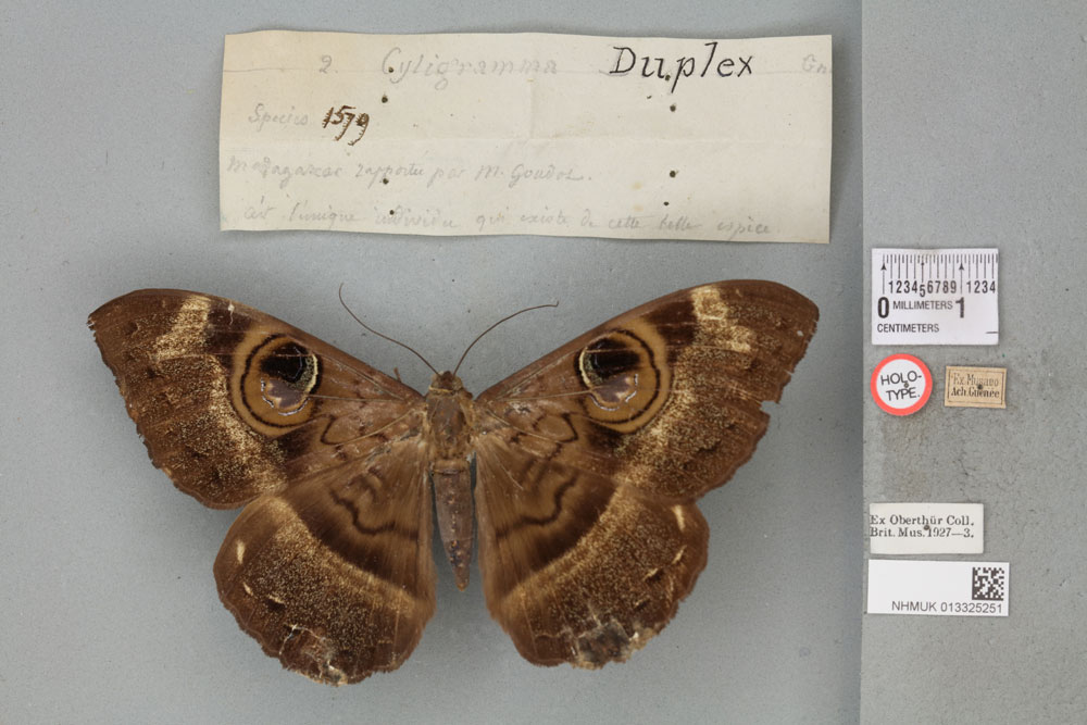 /filer/webapps/moths/media/images/D/duplex_Cyligramma_HT_BMNHa.jpg