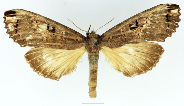 /filer/webapps/moths/media/images/D/duplex_Elaphrodes_AF_Basquin_01.jpg