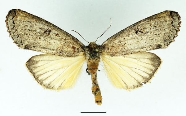 /filer/webapps/moths/media/images/D/duplex_Elaphrodes_AF_Basquin_02.jpg