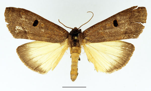 /filer/webapps/moths/media/images/D/duplex_Elaphrodes_AM_Basquin_02.jpg
