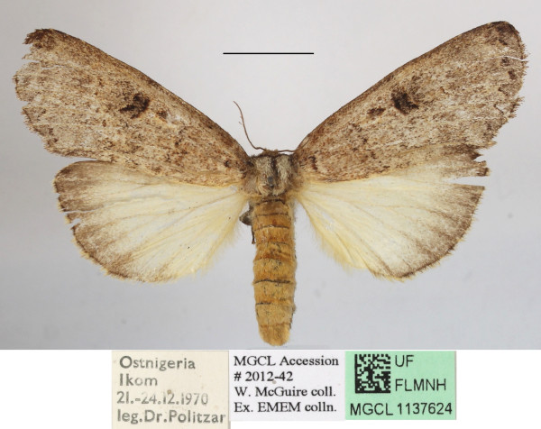 /filer/webapps/moths/media/images/D/duplex_Elaphrodes_A_MGCLa_02.JPG