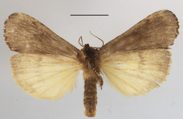 /filer/webapps/moths/media/images/D/duplex_Elaphrodes_A_MGCLb_01.JPG