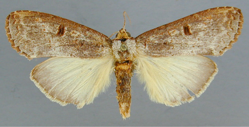 /filer/webapps/moths/media/images/D/duplex_Elaphrodes_A_RMCA_01.jpg