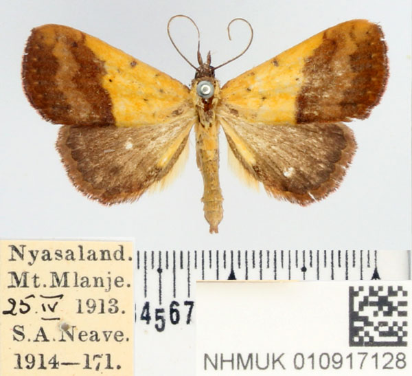 /filer/webapps/moths/media/images/D/duplicalis_Phytometra_AF_BMNH.jpg