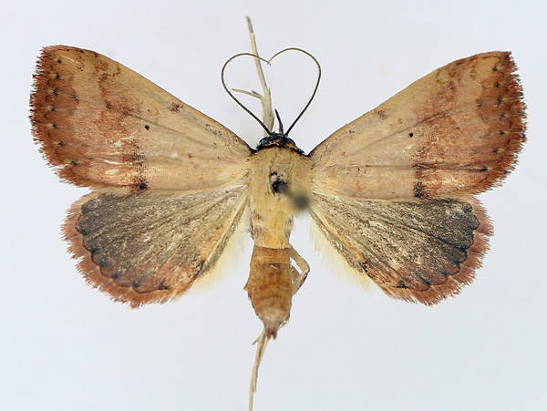 /filer/webapps/moths/media/images/D/duplicalis_Phytometra_AF_TMSA_01.jpg