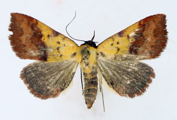 /filer/webapps/moths/media/images/D/duplicalis_Phytometra_AF_TMSA_02.jpg