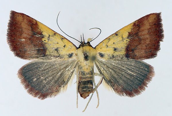 /filer/webapps/moths/media/images/D/duplicalis_Phytometra_AF_TMSA_03.jpg