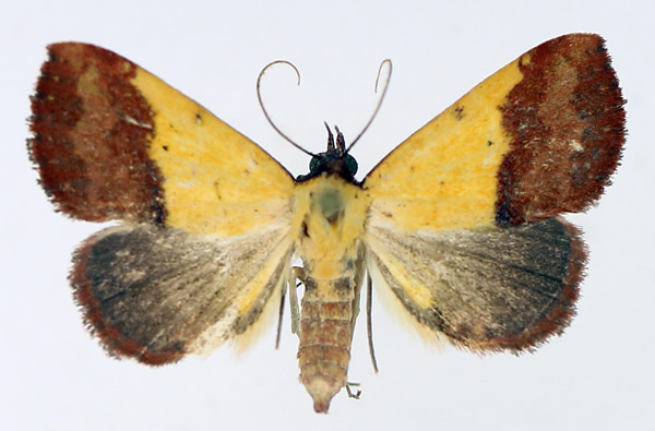 /filer/webapps/moths/media/images/D/duplicalis_Phytometra_AF_TMSA_04.jpg