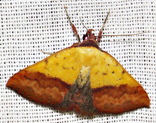 /filer/webapps/moths/media/images/D/duplicalis_Phytometra_A_Braun_11.jpg