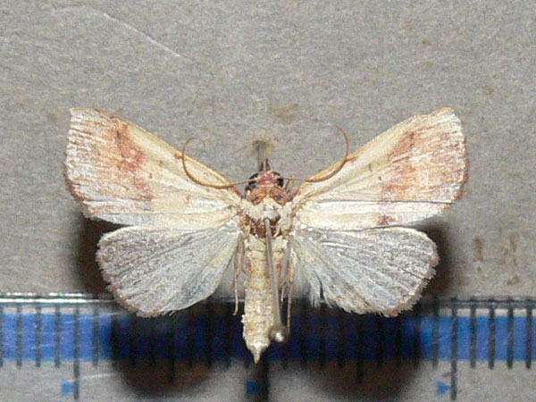 /filer/webapps/moths/media/images/D/duplicalis_Phytometra_A_Goff_01.jpg