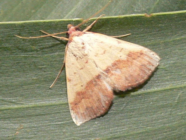 /filer/webapps/moths/media/images/D/duplicalis_Phytometra_A_Goff_02.jpg