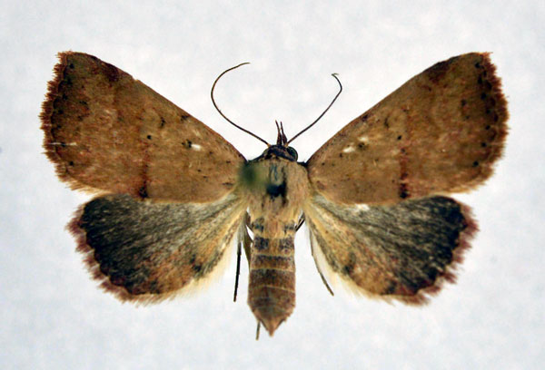 /filer/webapps/moths/media/images/D/duplicalis_Phytometra_A_NHM0_01.jpg