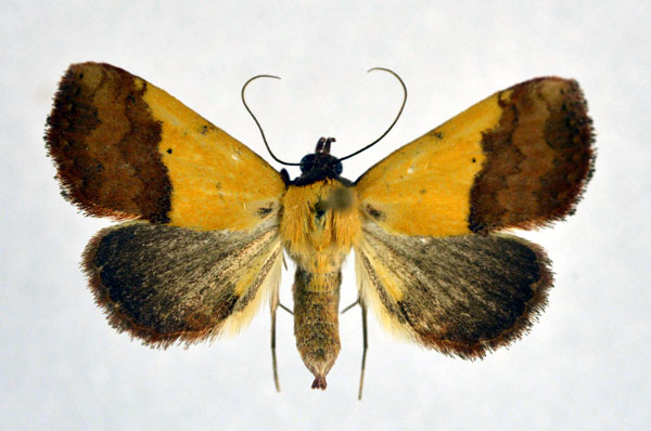 /filer/webapps/moths/media/images/D/duplicalis_Phytometra_A_NHM0_02.jpg