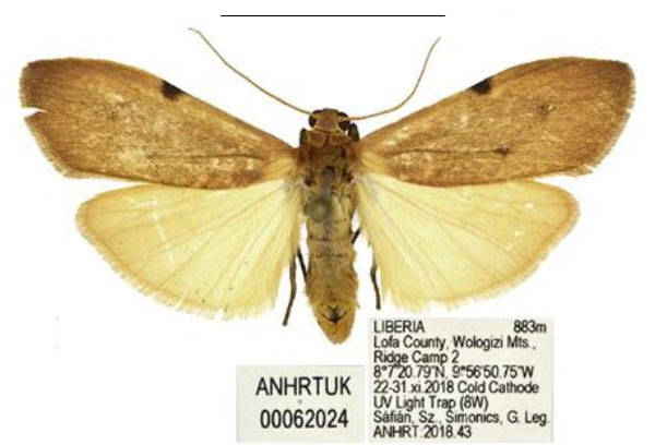 /filer/webapps/moths/media/images/D/duplicata_Acanthosia_AM_ANHRT_01.jpg