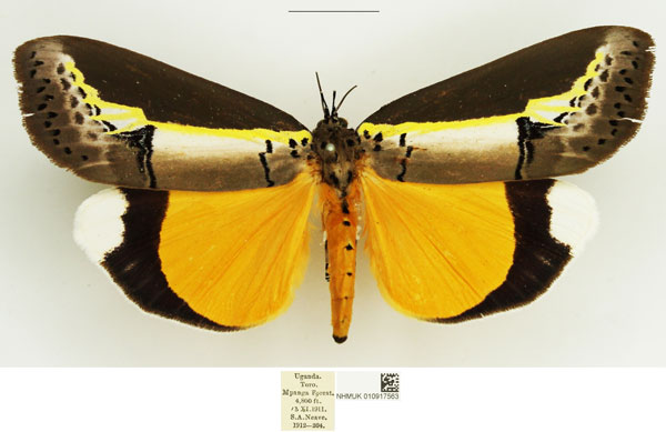 /filer/webapps/moths/media/images/D/duplicata_Eligma_AF_NHMUK_01.jpg