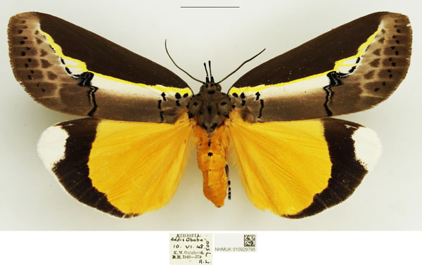 /filer/webapps/moths/media/images/D/duplicata_Eligma_AF_NHMUK_02.jpg