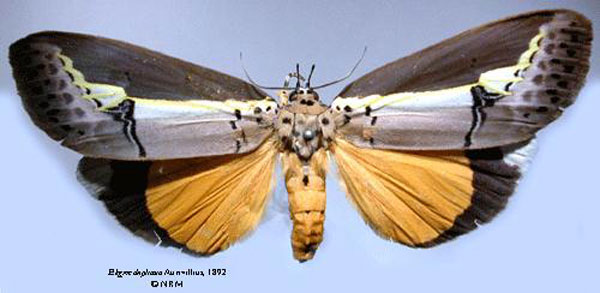 /filer/webapps/moths/media/images/D/duplicata_Eligma_HT_SNHM.jpg