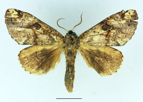 /filer/webapps/moths/media/images/D/duplicata_Graphodonta_AM_Basquin_01.jpg