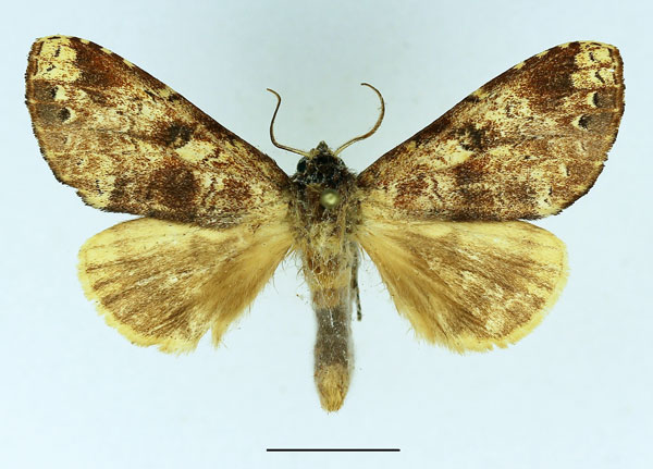 /filer/webapps/moths/media/images/D/duplicata_Graphodonta_AM_Basquin_02.jpg
