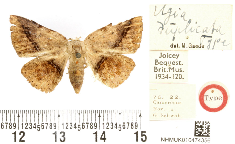 /filer/webapps/moths/media/images/D/duplicata_Ugia_HT_BMNH.jpg