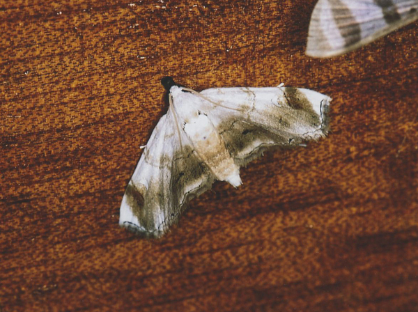 /filer/webapps/moths/media/images/D/duplifascialis_Trichophysetis_A_Roland_03.jpg