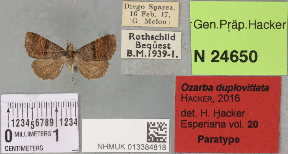 /filer/webapps/moths/media/images/D/duplovittata_Ozarba_PTF_BMNHa.jpg