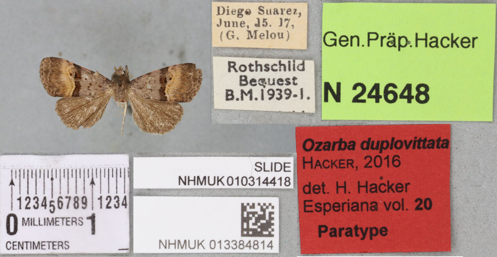 /filer/webapps/moths/media/images/D/duplovittata_Ozarba_PTM_BMNH_01a.jpg