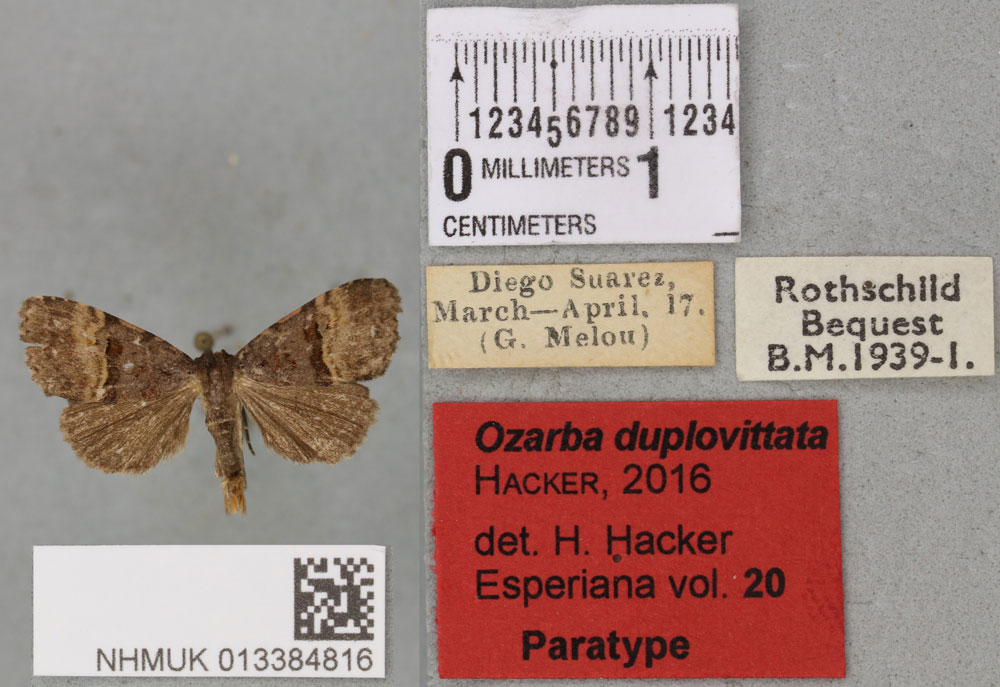 /filer/webapps/moths/media/images/D/duplovittata_Ozarba_PTM_BMNH_02a.jpg