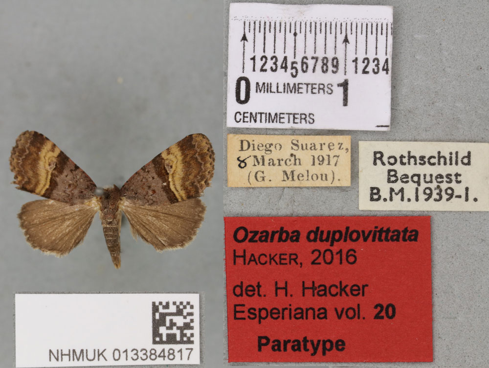 /filer/webapps/moths/media/images/D/duplovittata_Ozarba_PTM_BMNH_03a.jpg