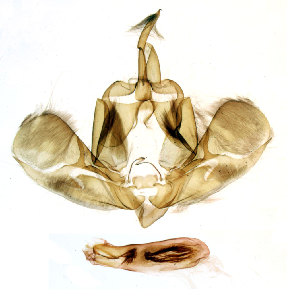 /filer/webapps/moths/media/images/D/duponti_Eutamsia_GMHT_MNHN_BL923.jpg