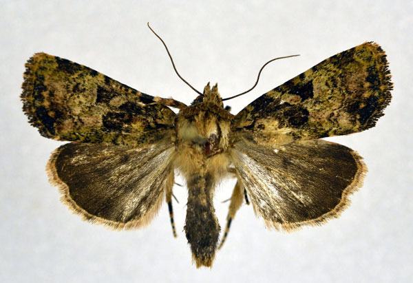 /filer/webapps/moths/media/images/D/duponti_Feliniopsis_A_NHMO.jpg
