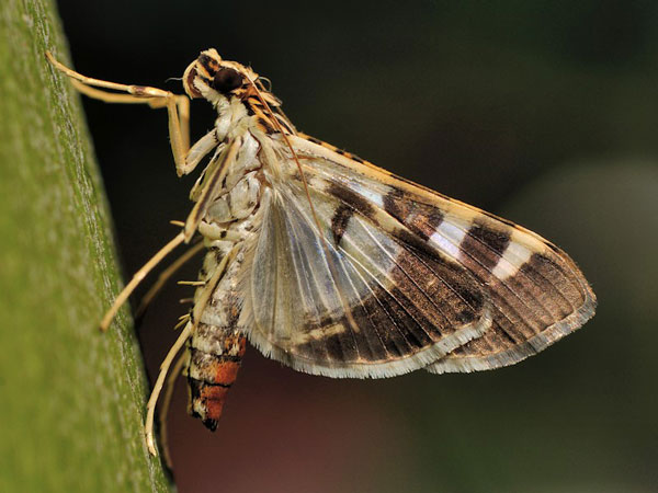 /filer/webapps/moths/media/images/D/duponti_Glyphodea_A_Mazzei_02.jpg