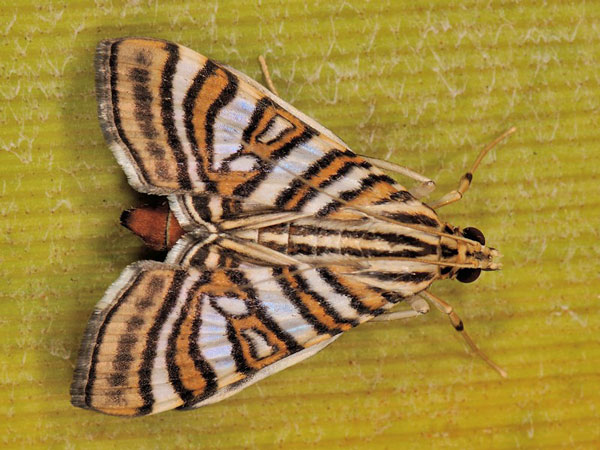 /filer/webapps/moths/media/images/D/duponti_Glyphodea_A_Mazzei_03.jpg